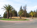 Palmera Phoenix Canariensis adulta