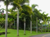 Palmera Cocos Plumosa adulta