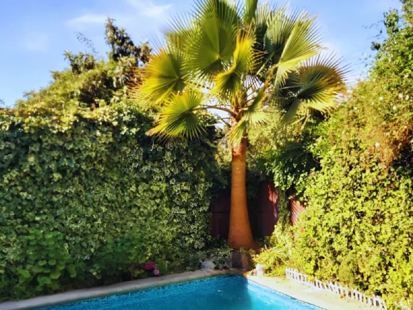 Palmera Washingtonia Filibusta en Chile - Las Palmeras