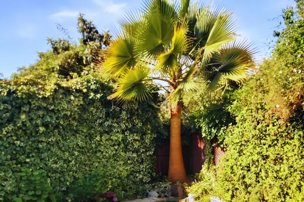 Washingtonia filifera